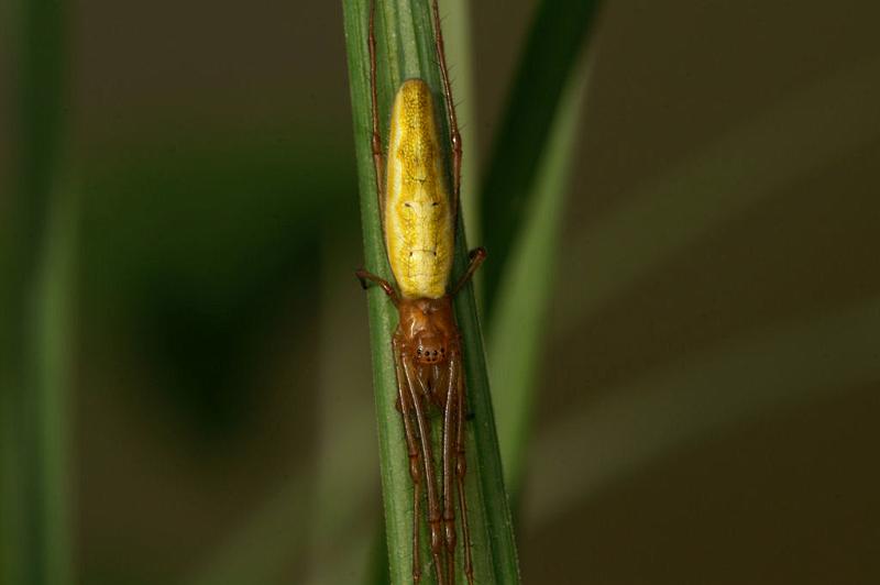 Tetragnatha_extensa_D5081_Z_89_Canal du Nivernais_Frankrijk.jpg